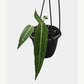 Anthurium Warocqueanum 4” HB