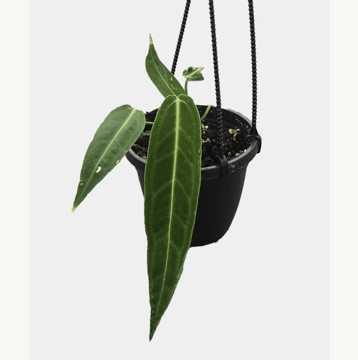 Anthurium Warocqueanum 4” HB