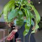 Nepenthes Gaya 6”