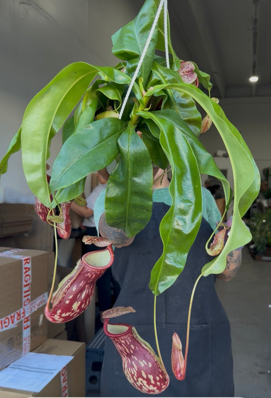 Nepenthes Gaya 6”