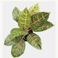 Algonema Black Diana 6”