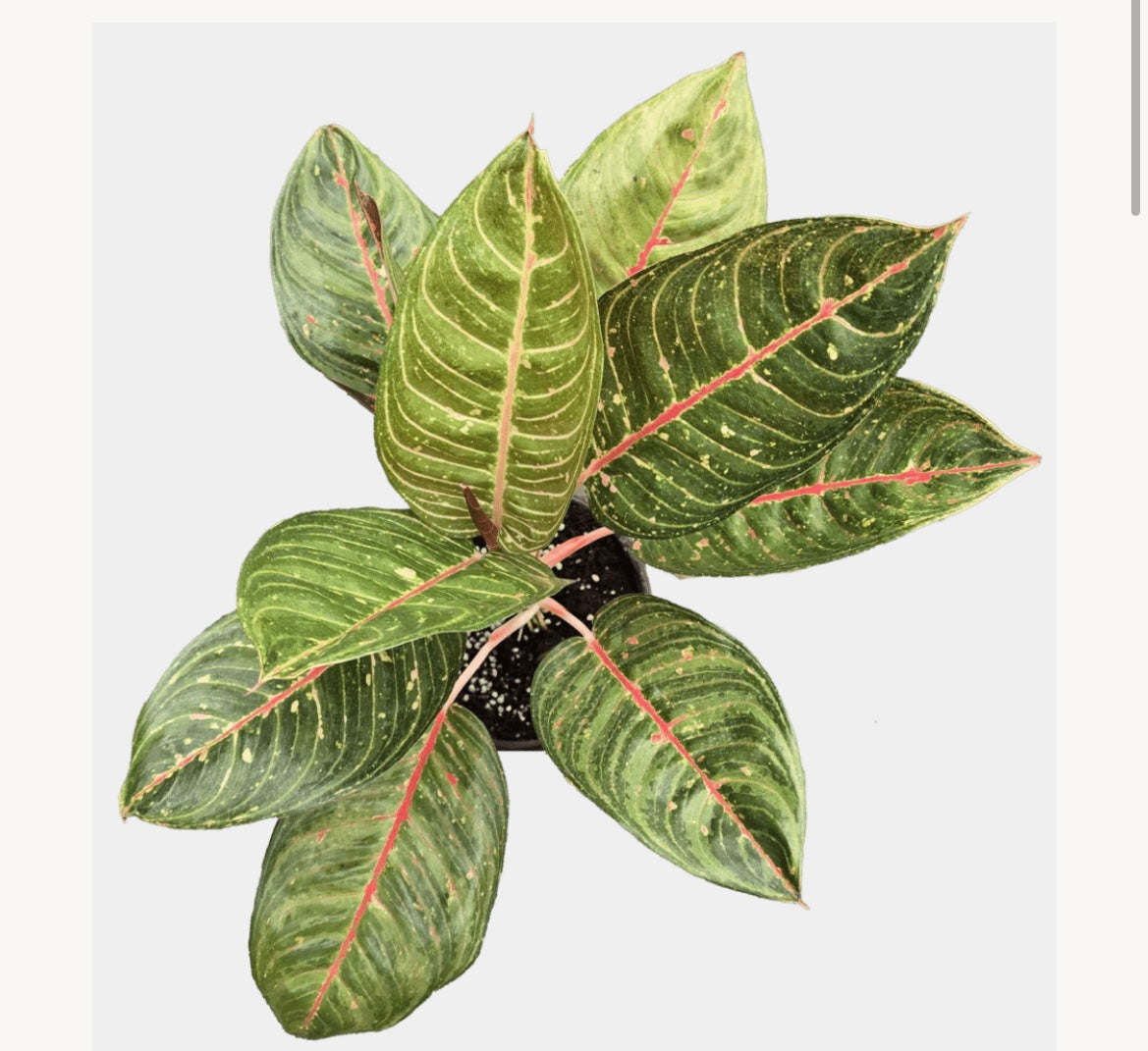 Algonema Black Diana 6”