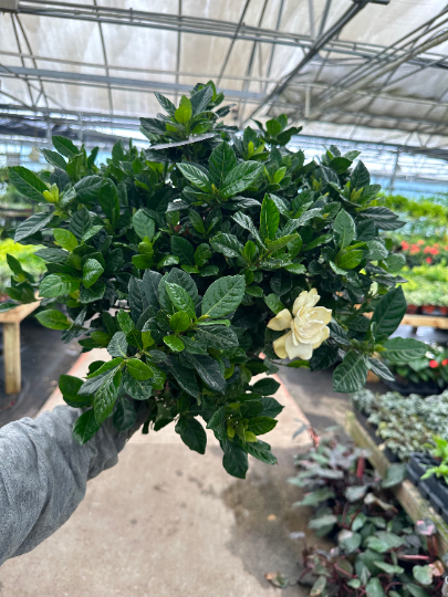 Gardenia 8” - PlantlyAddicted