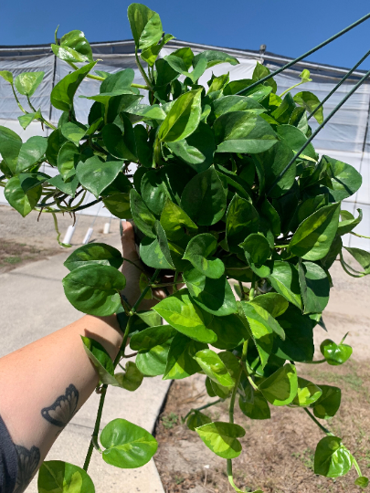 Global Green Pothos 8” XL - PlantlyAddicted