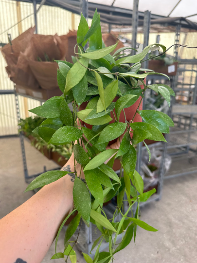 Hoya Gracilis 6” - PlantlyAddicted