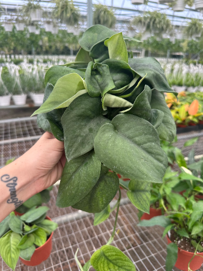 Scindapsus