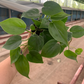 Green cordatum 6” - PlantlyAddicted