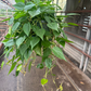 Green cordatum 8” XL - PlantlyAddicted