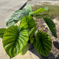 Green scale XL Alocasia - PlantlyAddicted