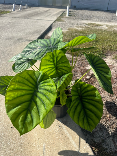 Green scale XL Alocasia - PlantlyAddicted