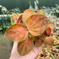 Harmonys great pumpkin/ rare pep 4” - PlantlyAddicted