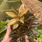 Harmonys high voltage 2” - PlantlyAddicted