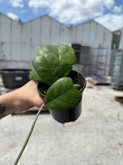 Hoya Dekaya 4”, live rare hoya - PlantlyAddicted