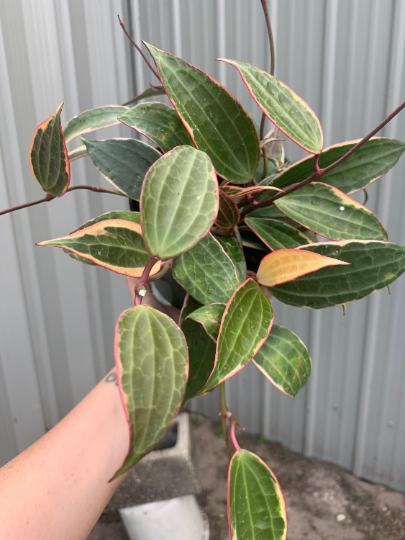 Hoya Macrophylla Variegated 6” - PlantlyAddicted