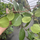 Hoya Obovatta 5” HB - PlantlyAddicted