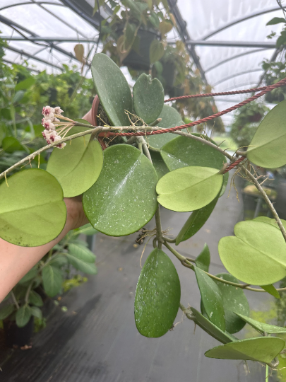 Hoya Obovatta 5” HB - PlantlyAddicted