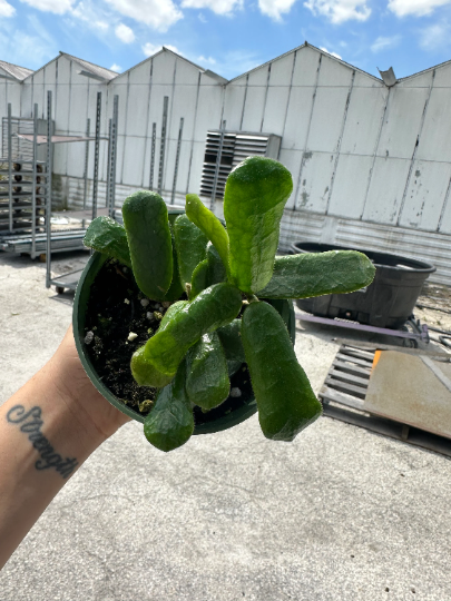 Hoya Roundiflora 4” - PlantlyAddicted