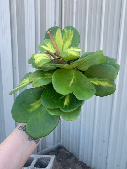 Hoya kerri inner variegated 6” - PlantlyAddicted