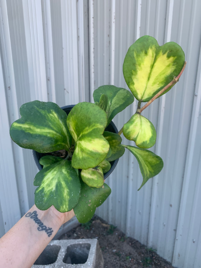 Hoya kerri inner variegated 6” - PlantlyAddicted