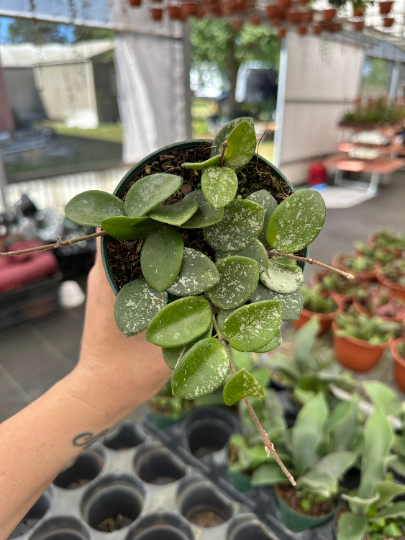 Hoya Mathilde 4” - PlantlyAddicted