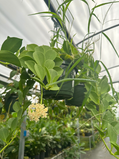 Hoya pachyclada 8” no bloom - PlantlyAddicted