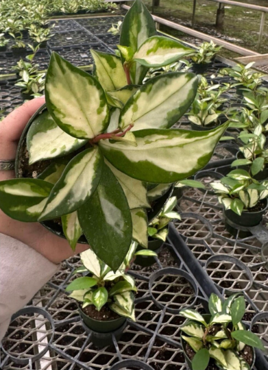 Hoya princess 4” - PlantlyAddicted