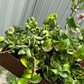 Hoya Rope 4" - PlantlyAddicted