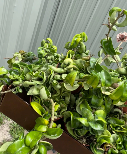 Hoya Rope 4" - PlantlyAddicted