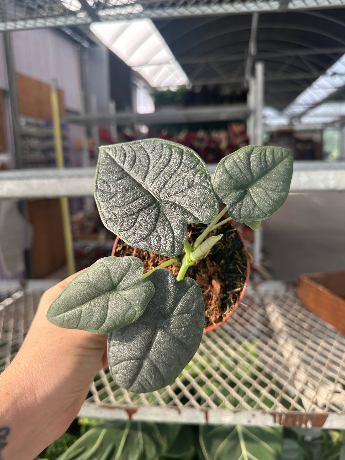 4” Alocasia Melo, live plant