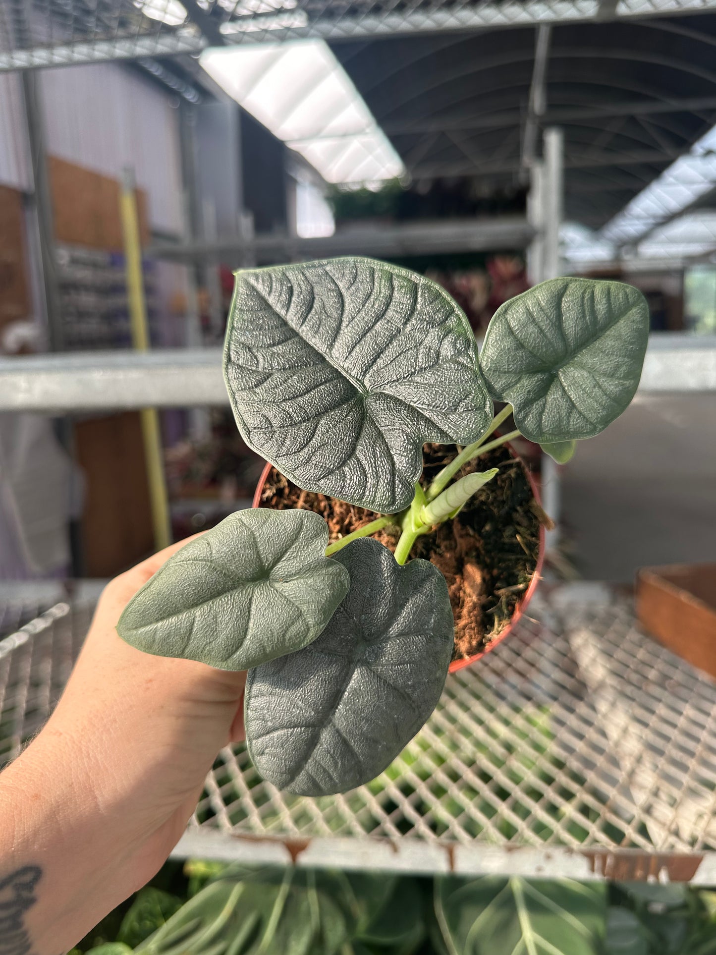 4” Alocasia Melo, live plant