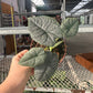 4” Alocasia Melo, live plant