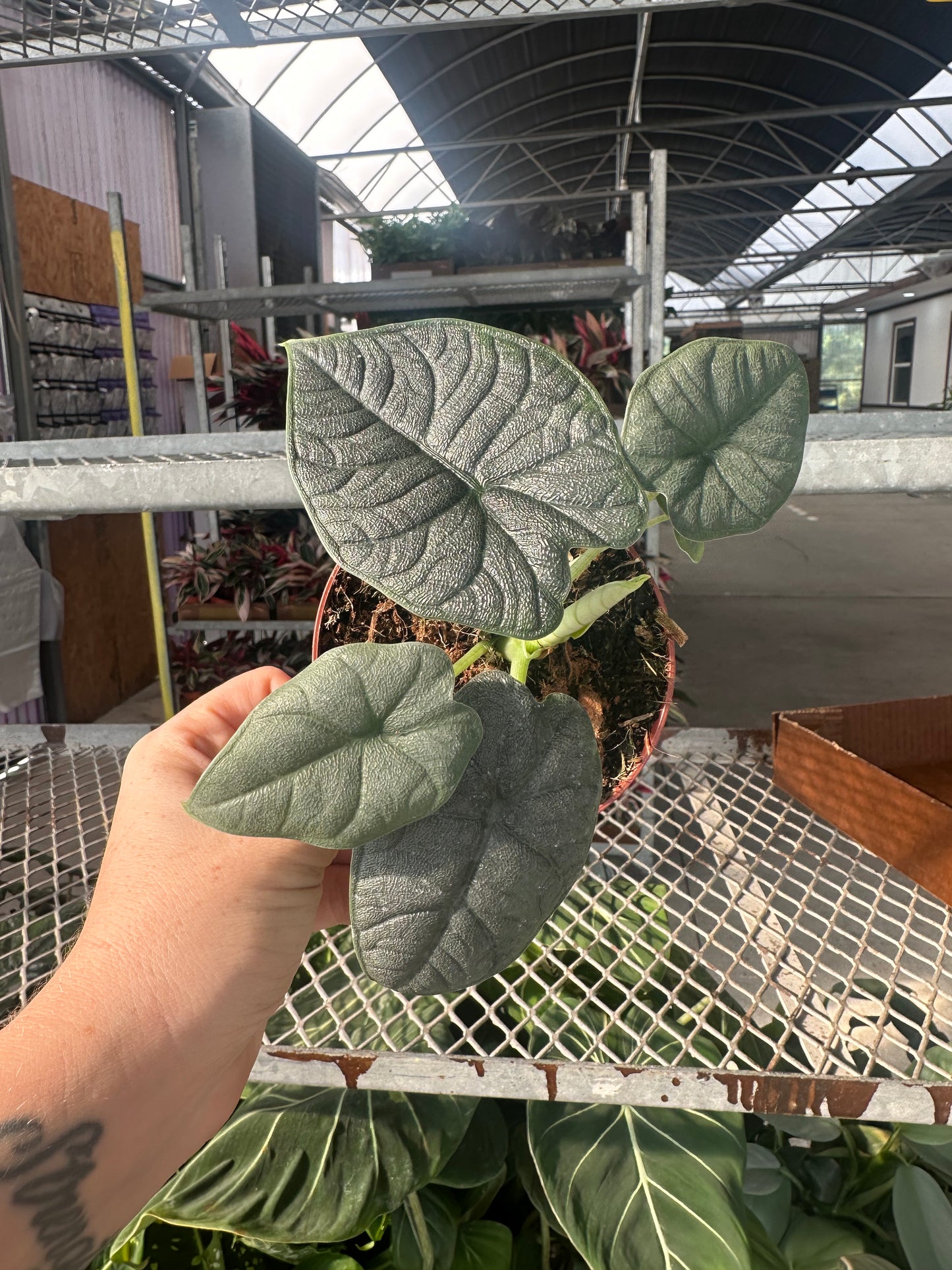 4” Alocasia Melo, live plant