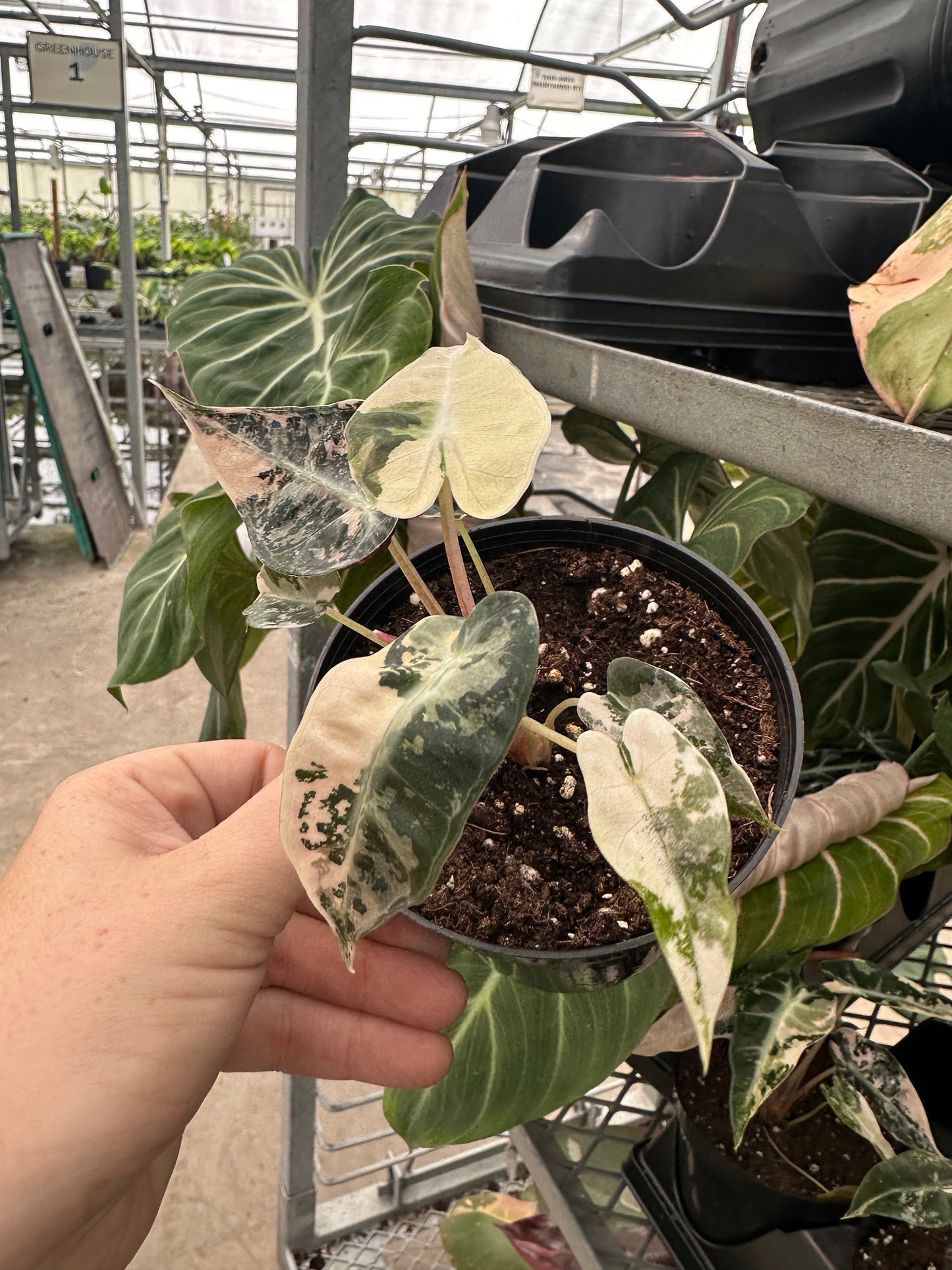 4” variegated bambino, live plant