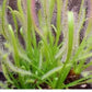 Sundew Alba 4”