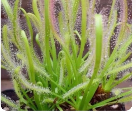 Sundew Alba 4”