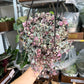 Variegated String of Hearts 8”