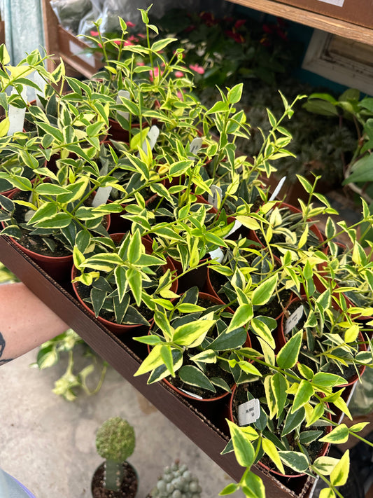 4” Hoya Bella Variegated, live plant - PlantlyAddicted