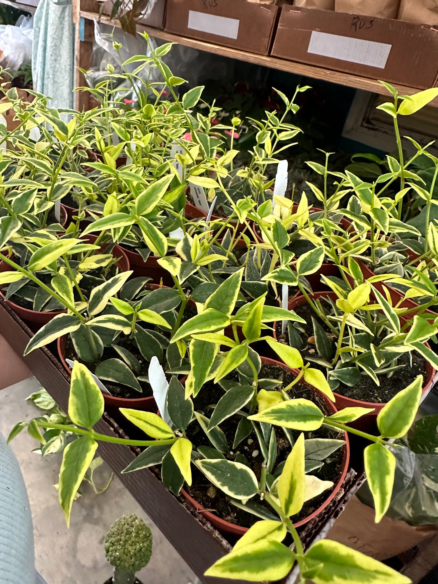 4” Hoya Bella Variegated, live plant - PlantlyAddicted