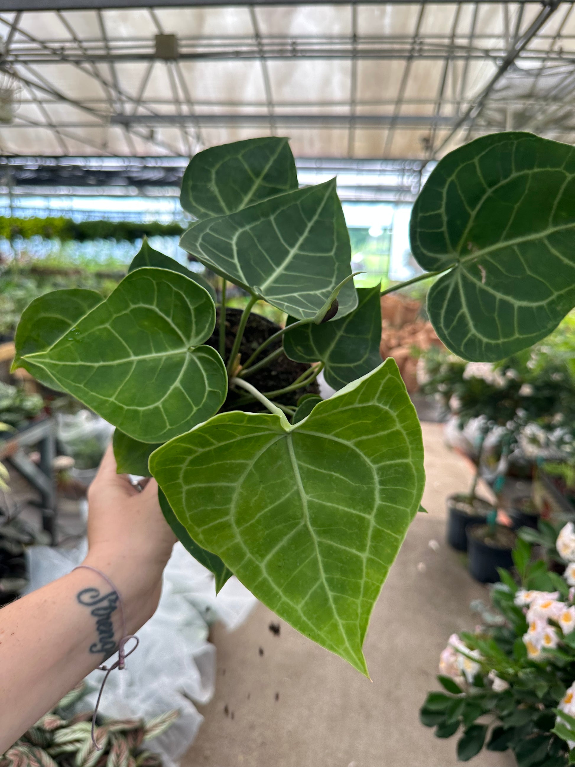 6” Anthurium clarinervium - PlantlyAddicted