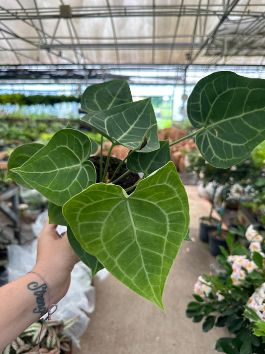 6” Anthurium clarinervium - PlantlyAddicted