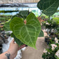 6” Anthurium clarinervium - PlantlyAddicted