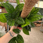 Peru totum pole 6”