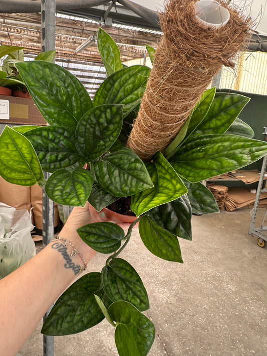 Peru totum pole 6”