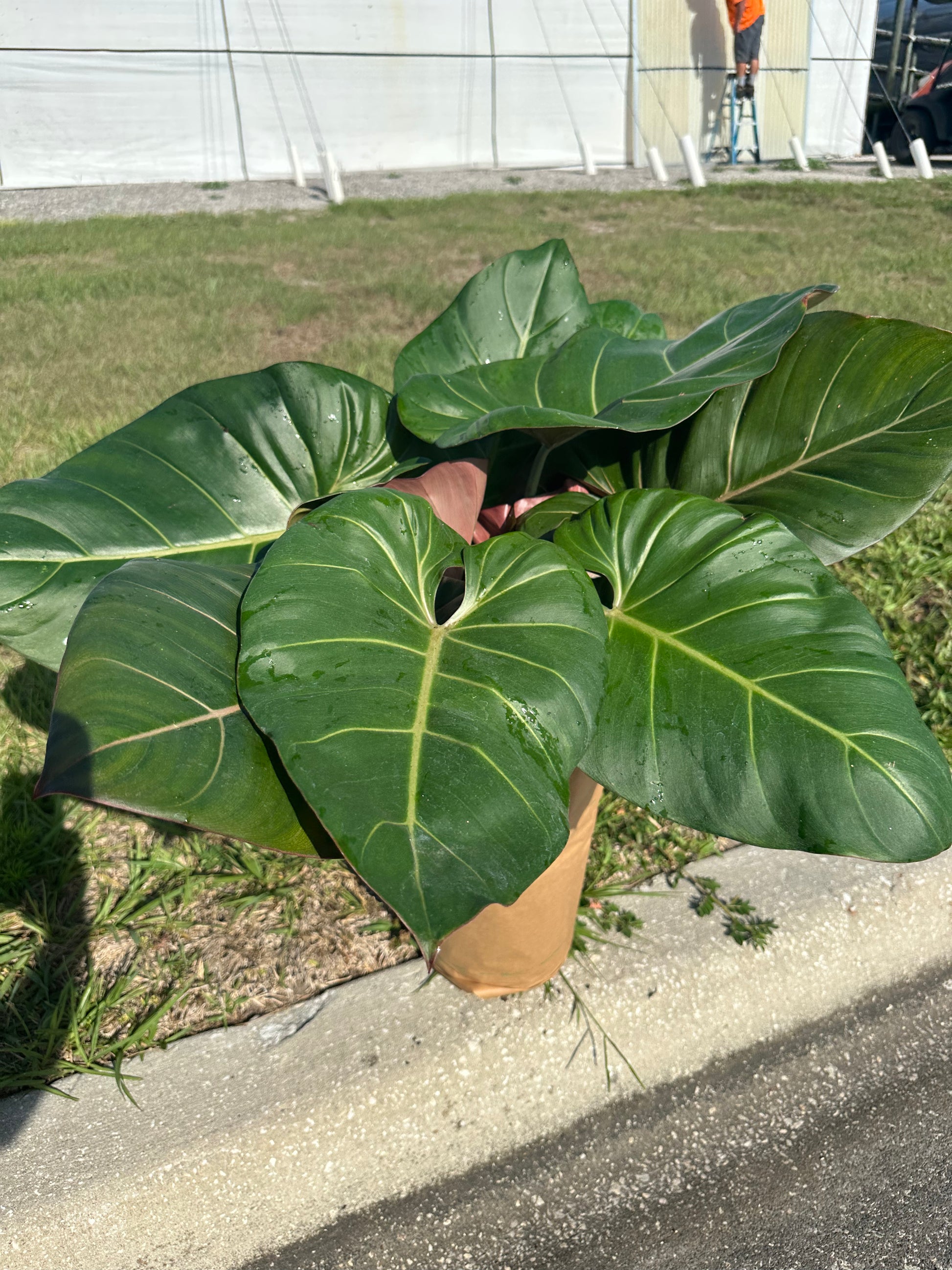 8” Summer Glory Philodendron - PlantlyAddicted