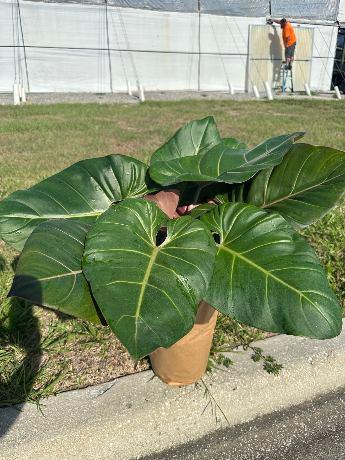 8” Summer Glory Philodendron - PlantlyAddicted