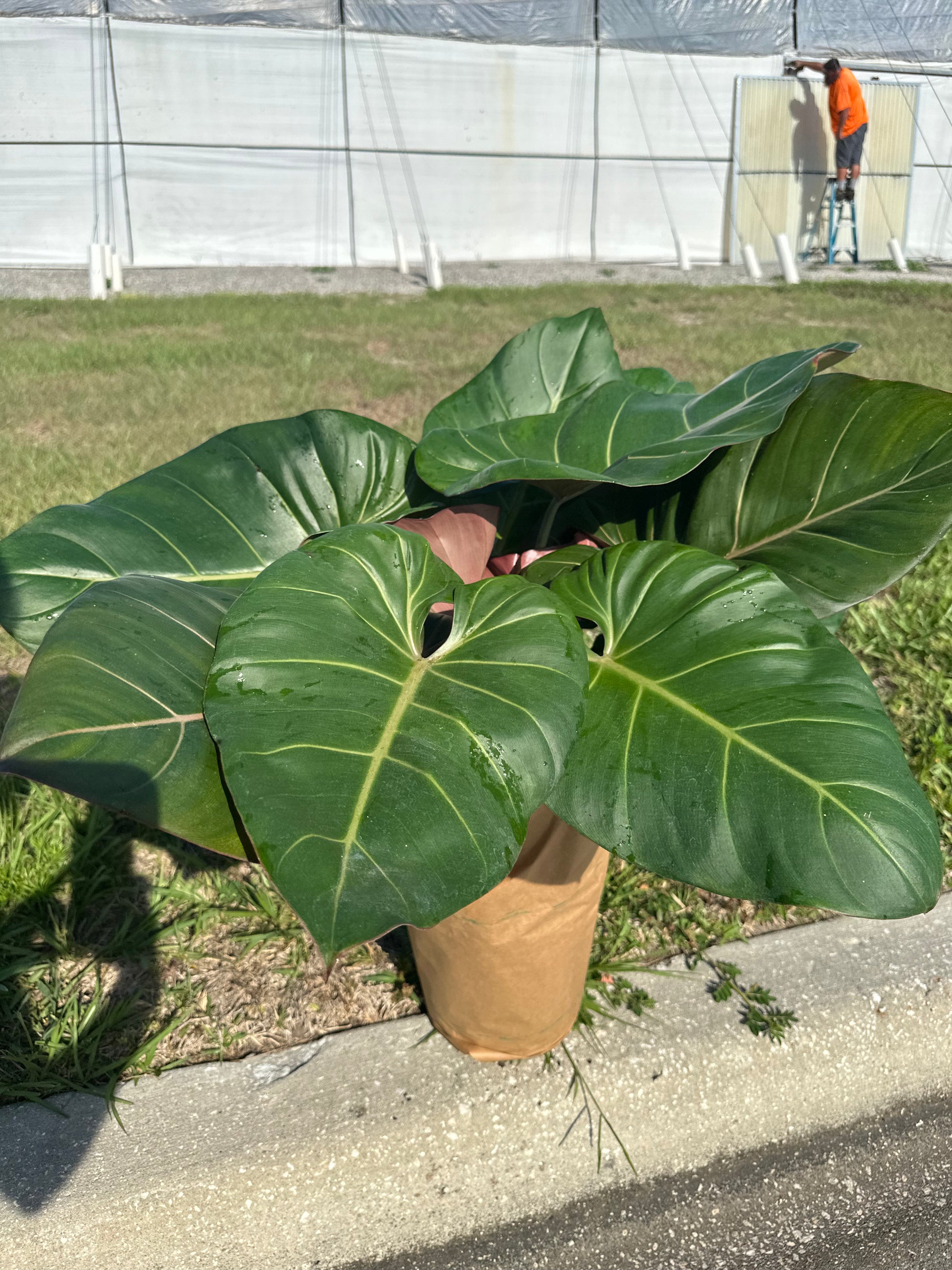 8” Summer Glory Philodendron - PlantlyAddicted