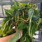 6” Philodendron Rio/ Stripe, live plant