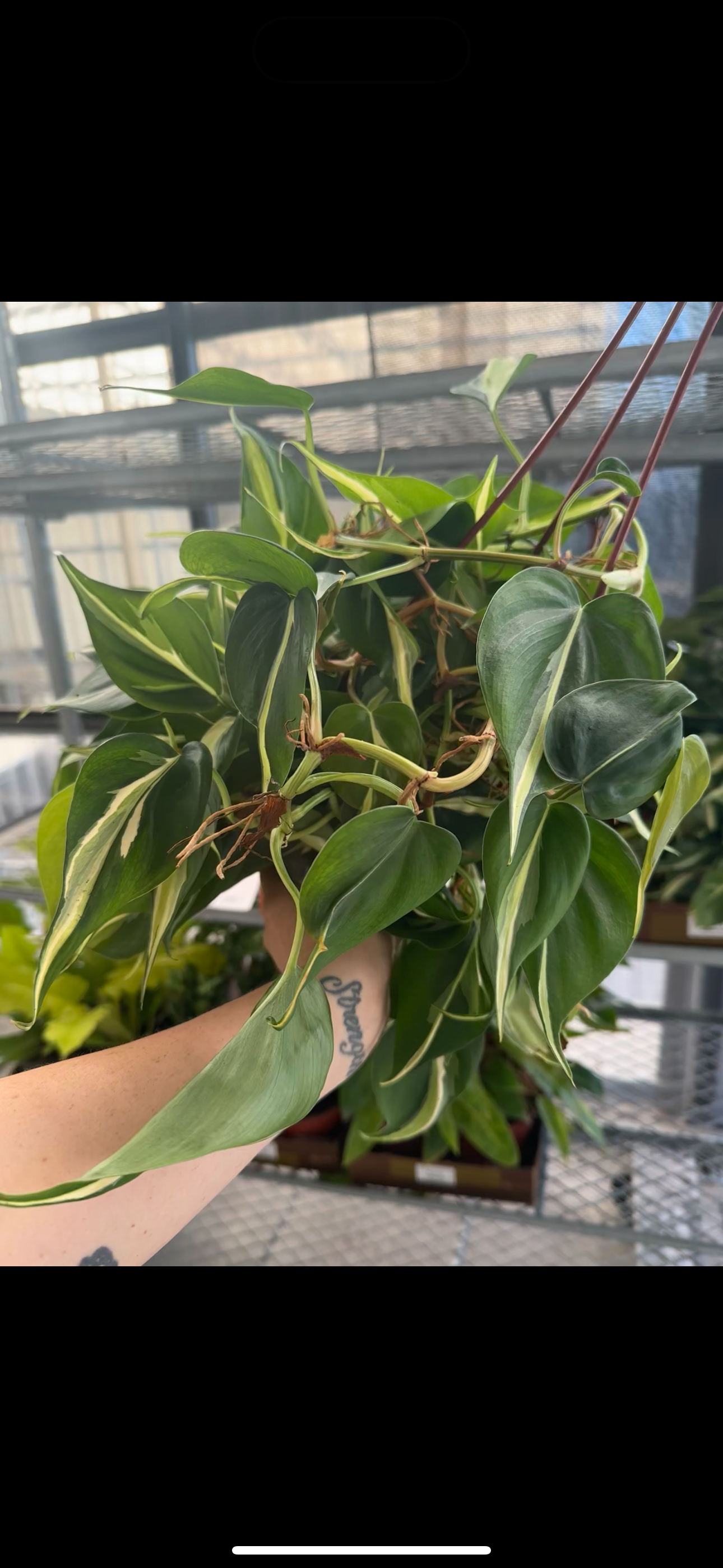 6” Philodendron Rio/ Stripe, live plant