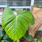 8” Fuzzy Petiotle Philodendron