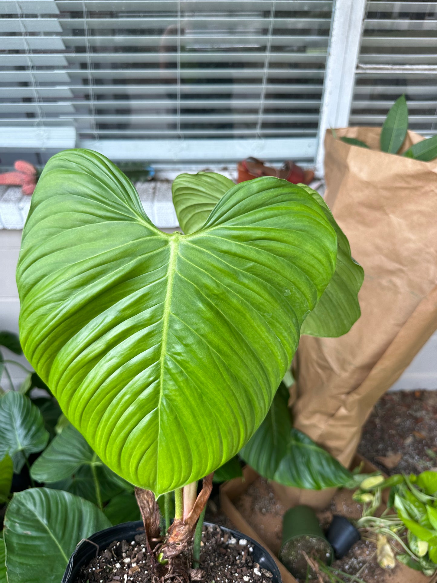 8” Fuzzy Petiotle Philodendron